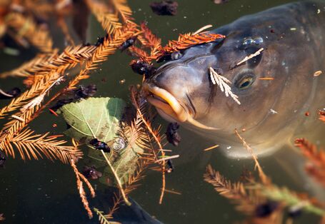 Nahaufnahme von Karpfen an der Gewässeroberfläche.