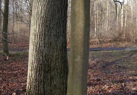 Nahaufnahme zweier unterschiedlicher Laubbaumstämme, die nah beieinander stehen.