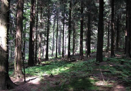 Lichtung in Fichtenforst, in den die Sonne scheint.