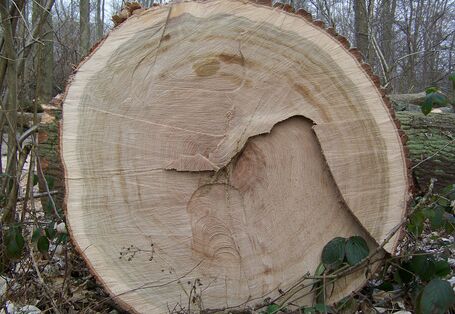 Blick auf Schnittfläche mit Jahresringen eines frisch geschlagenen Baumes.