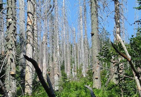 Von Schädlingen befallene und abgestorbene Nadelbäume.