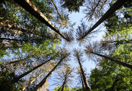 Stark ausgelichtete Nadelbäume von unten in den Himmel fotografiert.