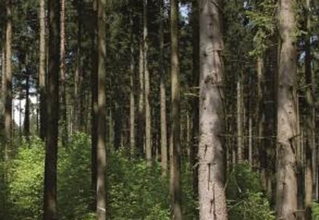 Unterpflanzung im Fichtenforst.