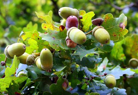 Nahaufnahme von Eicheln an Eichenzweig.