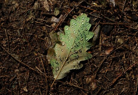 Eichenblatt mit Tautropfen auf Waldboden.