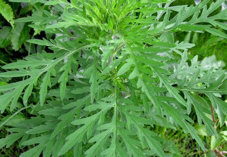 Nahaufnahme einer Beifuß-Ambrosia Pflanze.