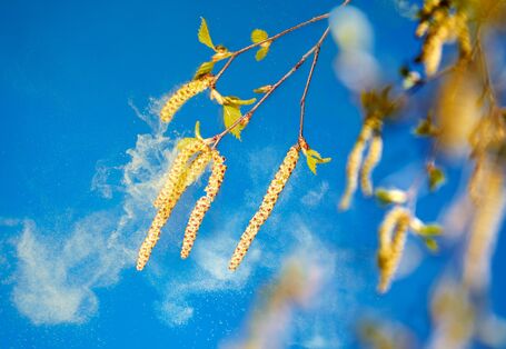 Nahaufnahme von Birkenblüten mit verdriftenden Birkenpollen vor blauem Himmel.