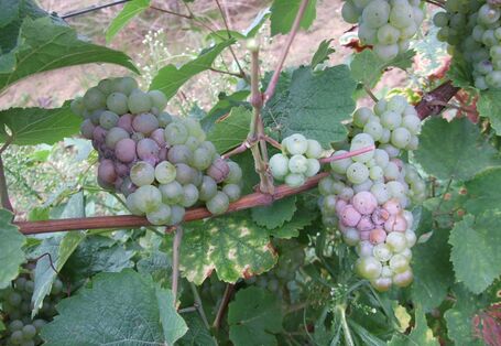 Ungeerntete Trauben der Weiße Riesling Weinrebe am Weinstock.