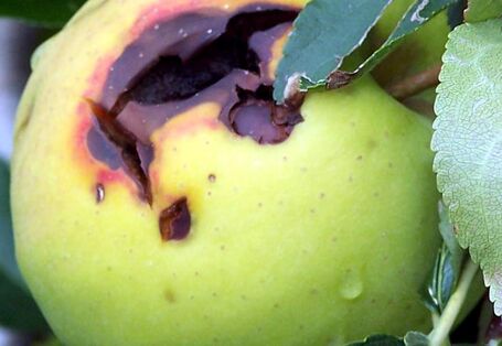 Apfel mit Faulstelle um Hagelschlagschaden.
