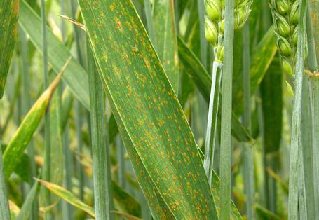 Mit Braunrost befallenes Getreide.