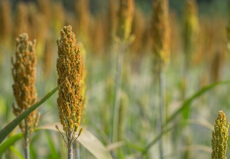 Frucht der Hirsepflanze.