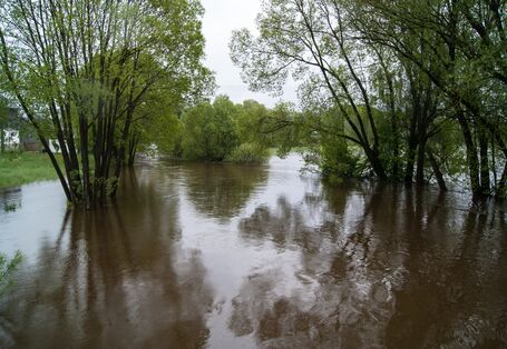 Überfluteter Auwald.