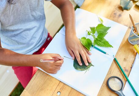 Person dokumentiert Laubblätter