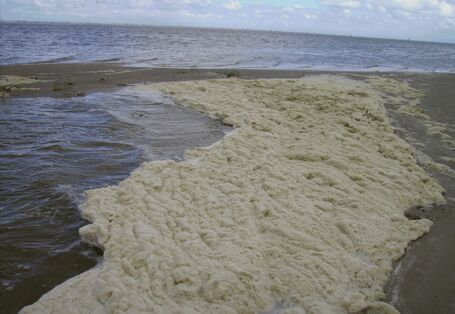 Die Abbildung zeigt den von der Schaumalge Phaeocystis globosa gebildeten Schaum am Strand der Nordseeinsel Spiekeroog.
