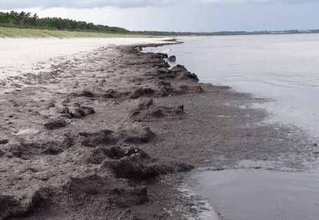 Das Foto zeigt Algenmatten am Strand von Glowe auf Rügen.