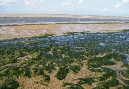 Die Abbildung zeigt Grünalgen auf Wattflächen auf der Nordseeinsel Spiekeroog.