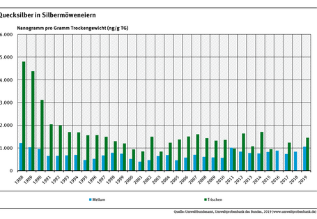 Silbermöweneier von der schleswig-holsteinischen Insel Trischen sind stärker mit Quecksilber belastet als Möweneier von der niedersächsischen Insel Mellum. Zwischen 1988 und 2019 sank die Belastung auf Trischen um 46 Prozent, auf Mellum um 20 Prozent.