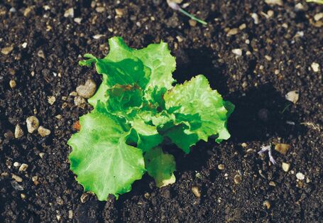 Das Bild zeigt grüne Blätter die aus dem Boden sprießen