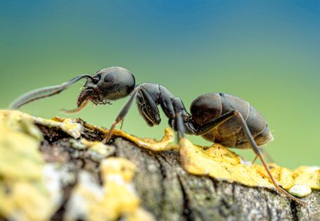 ein Tapinoma magnum Ameise in Großaufnahme, von der Seite abgebildet