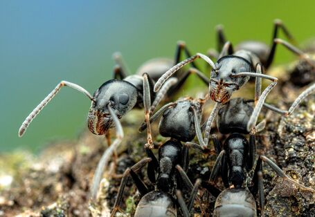 mehrere Arbeiterinnen der Großen Drüsenameise