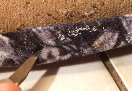 unterschiedliche Entwicklungsstadien von Bettwanzen befinden sich hinter einer Teppichleiste