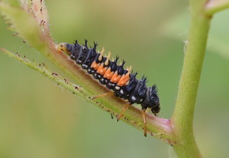 Larve eines Asiatischen Marienkäfer sitzt auf einem Stängel