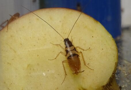 eine Braunbandschabe sitzt auf einem Stück Apfel