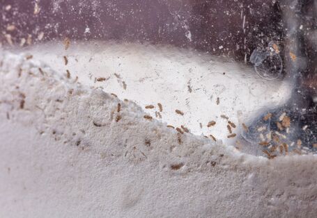 kleine, barune Läuse in einem Glas mit Mehl