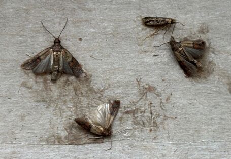 Lebensmittelmotten kleben auf einer Pheromonfalle