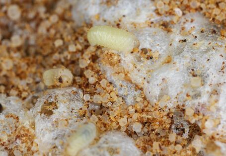 mehrere Larven des Brotkäfers fressen an Vorräten