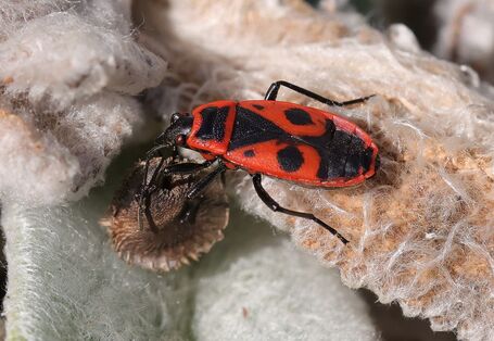 eine Feuerwanze sitzt auf einem verstrockneten Blatt