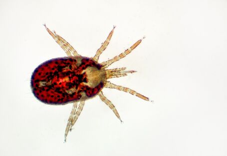 Rote Vogelmilbe stark vergrößert