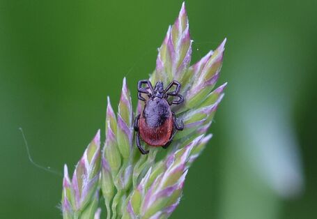 Holzbock (Zecke) auf einer Ähre