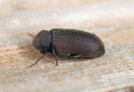 ein baruener Käfer sitzt auf einem Stück Holz
