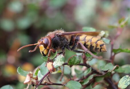 Hornisse auf einer Blume