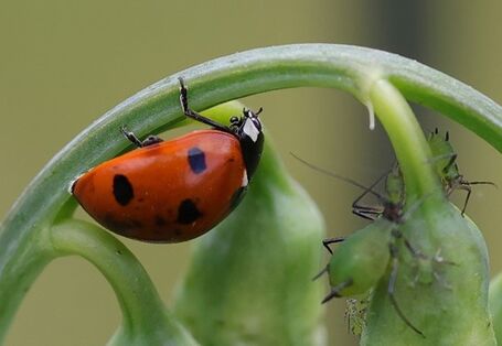 Marienkäfer und Blattläuse an einem Stängel