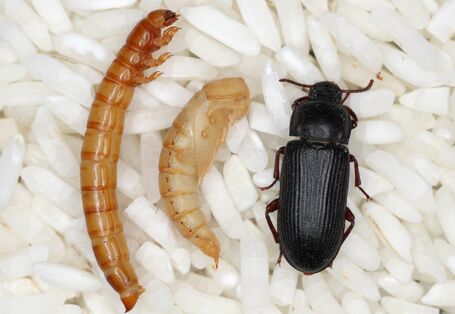 die drei Entwicklungsstadien des Mehlkäfers nebeneinander: Larve, Puppe und erwachsener Käfer