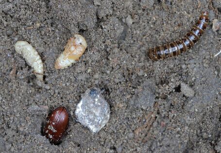 Entwicklungsstadien des Getreideschimmelkäfer, zu sehen sind der erwachsene Käfer, Larve und Puppe