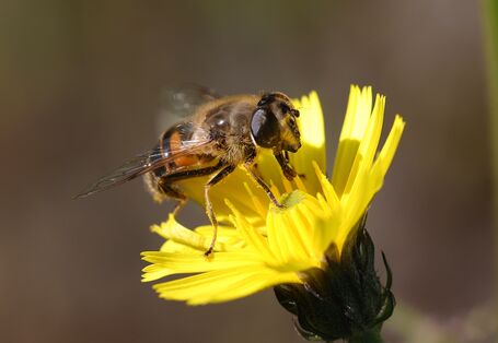 Mistbeine sitzt auf eine gelben Blüte