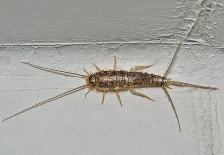 Papierfischchen sitzt auf einer weißen Wand