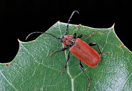 ein auffallend roter Käfer, ein Roter Scheibenbock, sitzt auf einem grünen Blatt