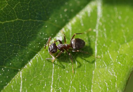 kleine, schwarze Ameise auf einem grünen Blatt
