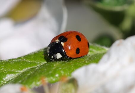 Siebenpunkt-Marienkäfer sitzt auf einem Blatt