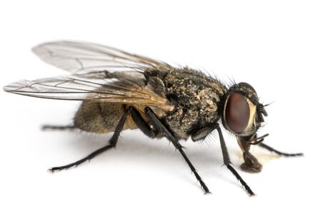 Große Stubenfliege auf weißem Untergrund