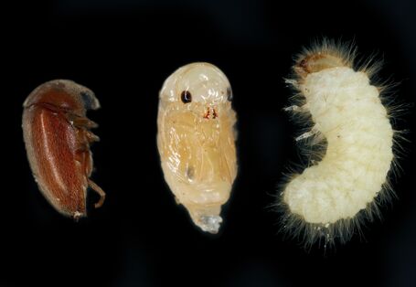 nebeneinander sind die Entwicklungsstadie eines Tabakkäfers auf schwarzem Hintergrund zu sehen: links der erwachsene Käfer, in der Mitte eine Puppe, rechts die Larve