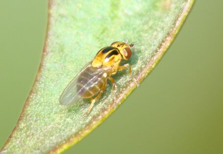 eine Halmfliege sitzt auf einem Blatt
