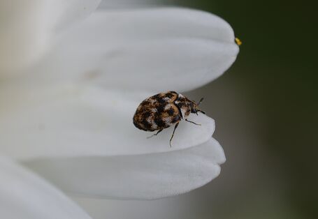 Wollkrautblütenkäfer auf einer Blüte