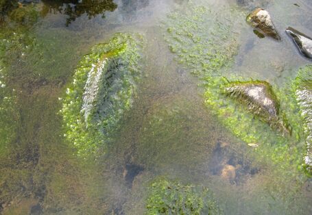 Viele grüne Algen, die sich um Steine herumlagern