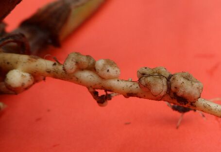 Close-up of a knob on a plant root, that shows the symbiosis between root and microorganism
