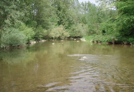 Sehr breiter und sehr ruhiger Fluss mit hohen, grünen Bäumen am Ufer.